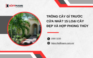Trồng cây gì trước cửa nhà? 15 loại cây đẹp, hợp phong thủy