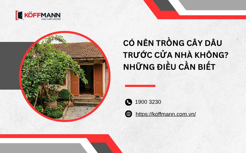 Có nên trồng cây dâu trước cửa nhà không?