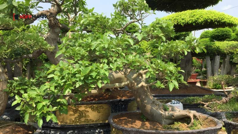 co nen trong cay sung bonsai truoc nha