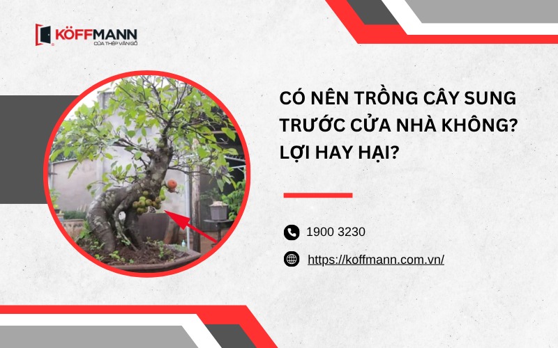 Có nên trồng cây sung trước cửa nhà không?